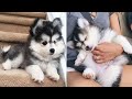 Funny And Cute Husky Puppies Compilation #11  Adorable Husky Puppy