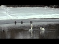 Swan Lake: Dance Of The Swans -  Tchaikovsky