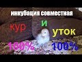 инкубация совместная кур и уток 100% результат инкубация яиц жизнь в деревне Инкубатор куры