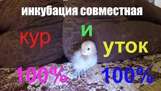 инкубация совместная кур и уток 100% результат инкубация яиц жизнь в деревне Инкубатор куры