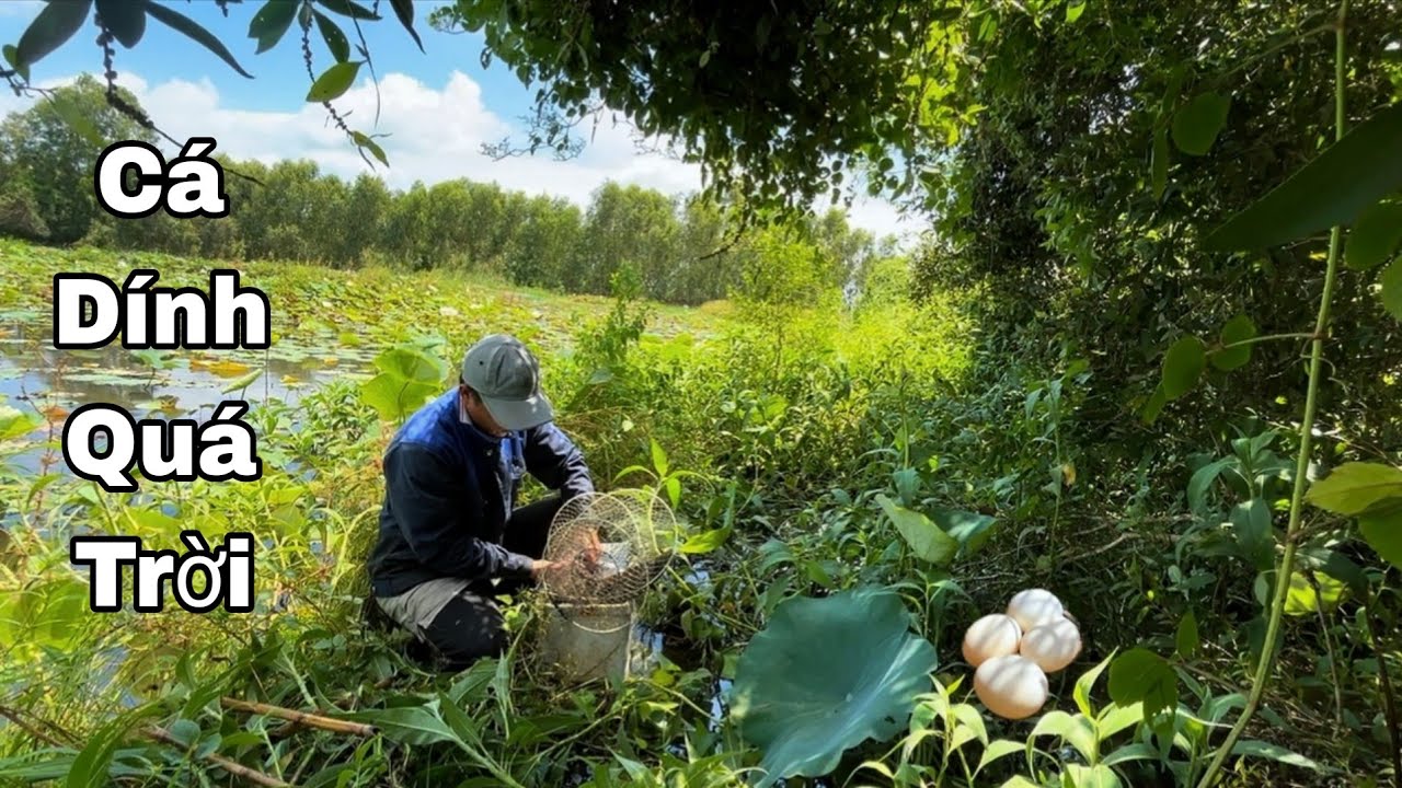 Không Ngờ Luôn! Đặt Lờ Trong Rừng Tràm Mà Dính Toàn Cá Lóc Với Cá Trê Vàng