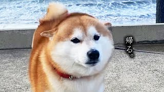 強風にとまどい撤退を決意する柴犬軍曹