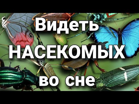 Видео: Неадаптивный сон: масштаб, симптомы и методы лечения