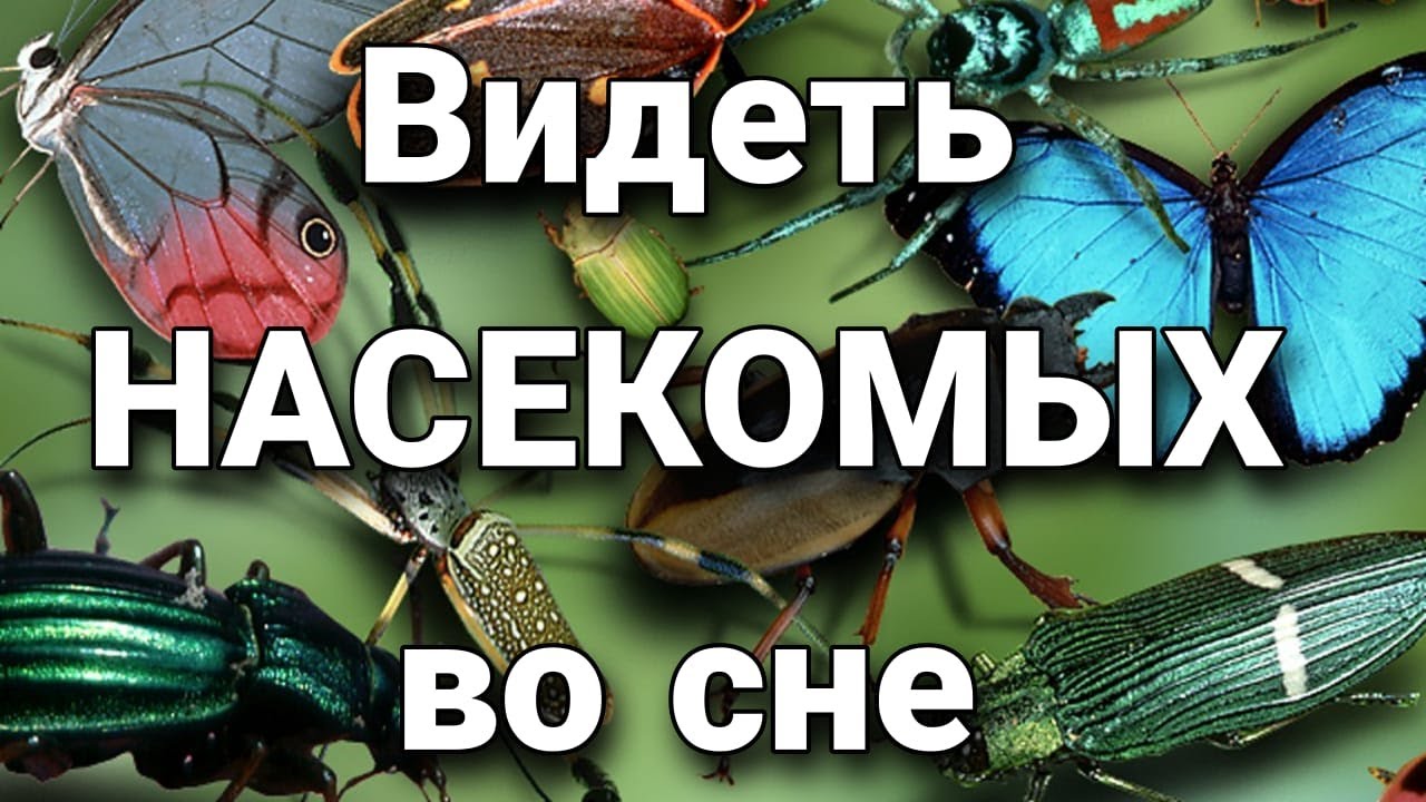 Что значит видеть насекомых во сне, к чему снятся насекомые? | Толкование снов