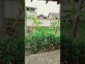 🌧️Relax in 30 Seconds–Cozy Rain Sounds in Your Yard for Sleep & Stress Relief #RainSounds #cozyrain
