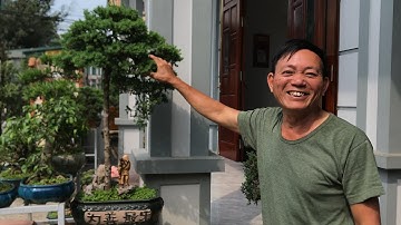 Bí quyết chăm nuôi và làm Tùng Cối của chú Phùng Lục. Báo giá cây này chỉ từ 1 triệu. ĐT 098 6998901