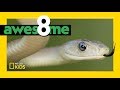 Snake Characteristics and Behavior