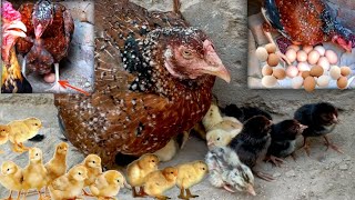 For first time I have chickens out of chicks are very beautiful chicks