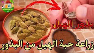 زراعة الهيل من البذور في المنزل ! How to grow cardamom