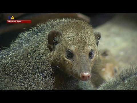 Видео: Нощувайте в зоопарка Таронга в Сидни в еко-шушулка