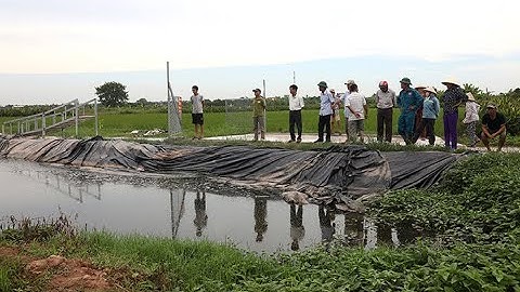 Nam Định: Trang trại nuôi lợn xả thải “bức tử” cuộc sống người dân