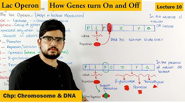 Regulation of gene Expression | Lac Operon | Lecture 10