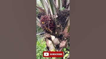 ASMR - Palm oil harvesting - sharp and accurate #asmrharvesting #asmrsatisfyingcut #relaxingfarmwork
