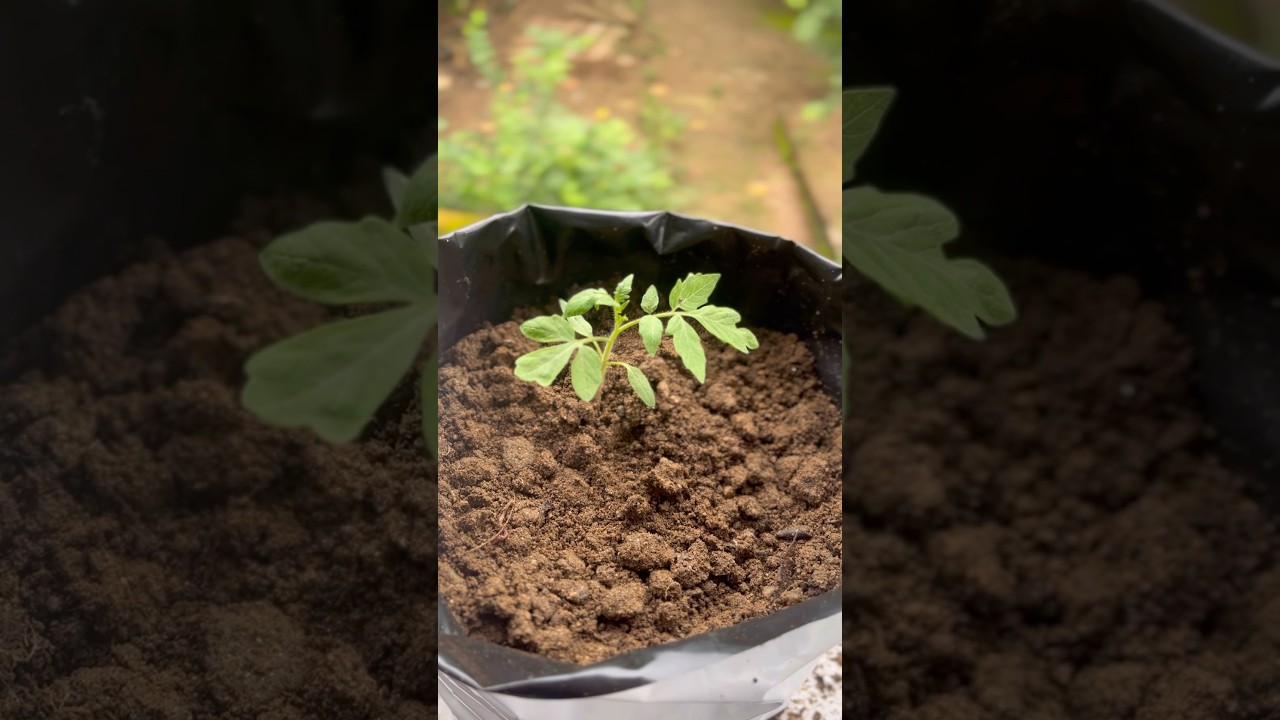 Do this to save your plant