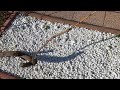 Tafeltrauben, Rebschnitt in meinem Garten, 27.02.2022