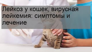 Лейкоз у кошек, вирусная лейкемия: симптомы и лечение