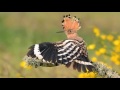 Wildlife photo hides in Spain