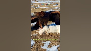 The eagle caught the rabbit #funny #food #mukbang #viralvideo #animals #eating