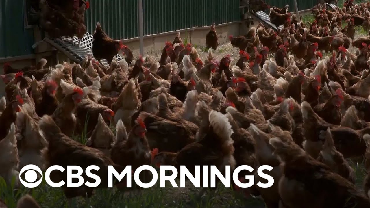 Widespread bird flu, production issues cause egg prices to soar ...