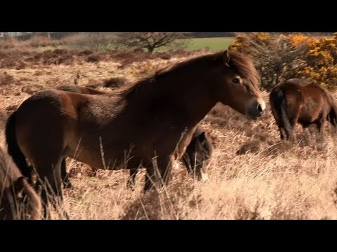 Divocí koně - zachránci mizejících stepí