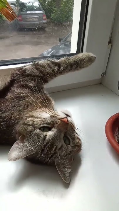 Я Мужик!#cat #кот #юмор #прикол #beautiful - YouTube