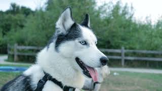 awesome husky 🔥🐕🥵 by life With Puppy's (Anushtup) 2 views 2 weeks ago 12 seconds