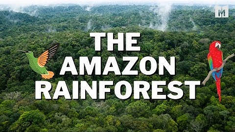 Why is the Amazon Rainforest so important?