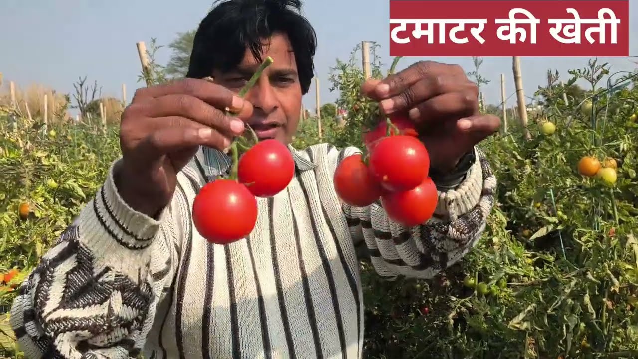 टमाटर की खेती वाड़ी #Rajesthani # Harvasting #Khaad