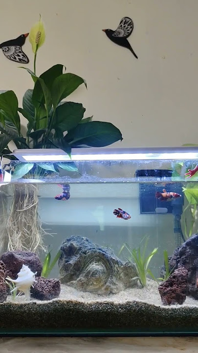 Aquarium Plant Peace Lily #peacelily #aquaticplants #aquariumplants #noviewsnosubscribers #fish