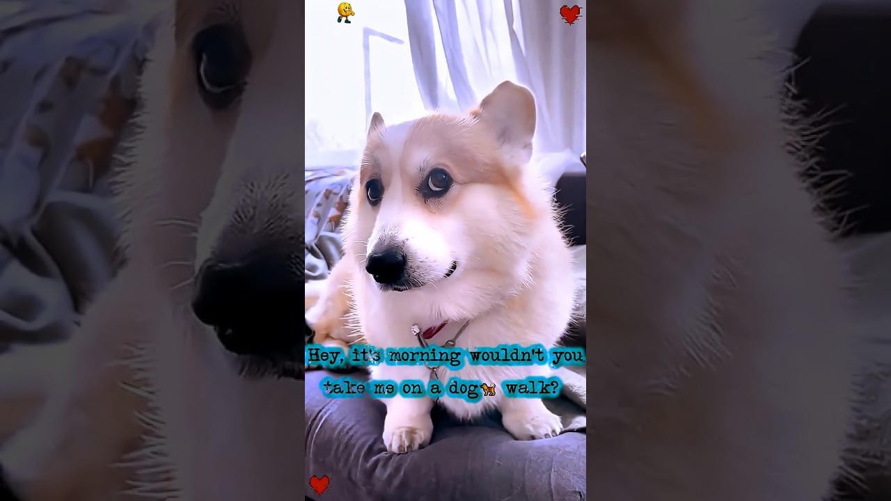 This dog challenges it's owner 💔🐕 