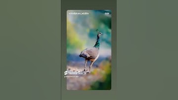 #قران كريم #اكسبلور #المصحف #حالات واتس #funny #تيك توك #birds #المصحف #pimple