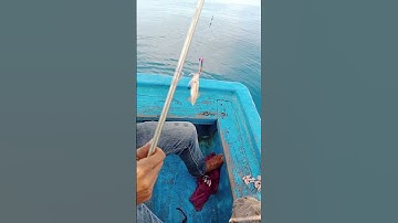 CÂU MỰC BIỂN P27 - SQUID FISHING #shorts