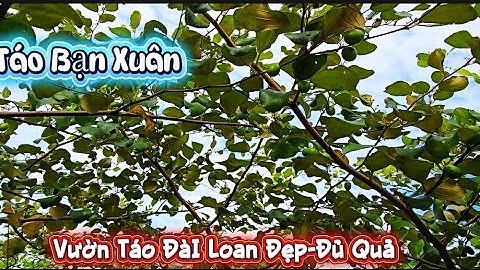 VƯỜN TÁO ĐÀI ĐỦ QUẢ CỦA BẠN XUÂN CẦU SÀI I NÚI ĐỒI LỤC NGẠN