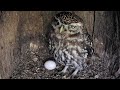 Little Owl Reveals First Egg 🦉🥚 on Camera