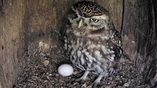 Little Owl Reveals First Egg | Discover Wildlife | Robert E Fuller