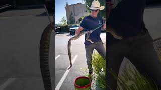 Wow ~Large rattlesnake shows up at California Strip Mall 🐍