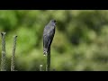 두견새 울음소리 Lesser Cuckoo 해남탐조 새소리 Birds Birdsounds 두견새 울음소리 Lesser Cuckoo 해남탐조 새소리 Birds Birdsounds