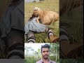 🦁 RDR2: সিংহের হঠাৎ আক্রমণ! মেয়েটার সাহস দেখে অবাক সবাই! #shorts #gameplay  #viral
