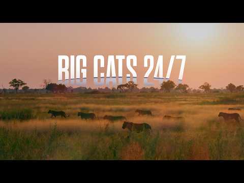 Big Cats 24/7 Season 1 | Trailer