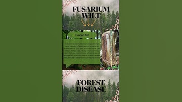 Fusarium Wilt (Forest Disease) || #viralvideo #tree #youtubeshorts #trending #forest #disease ..