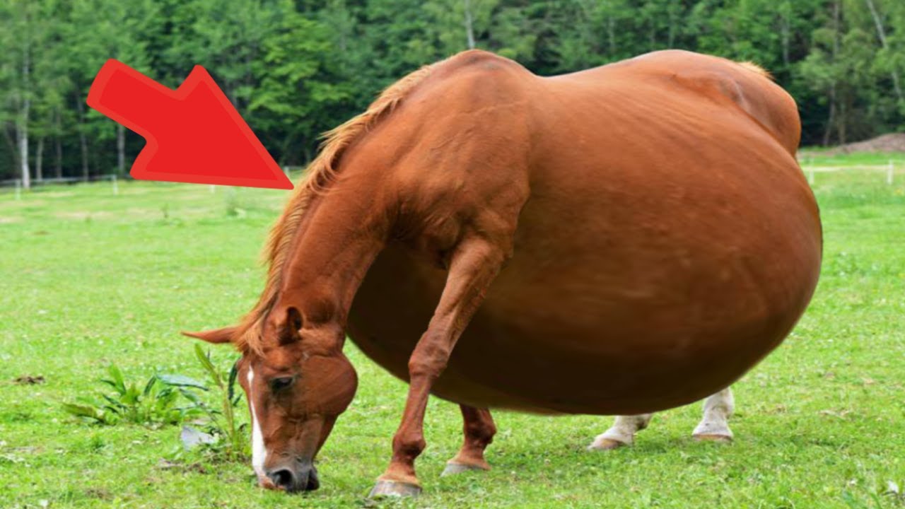 The Owner Couldnt Believe Her Eyes When She Saw Whom Her Horse Gave