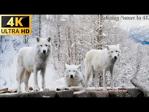 Winter Wildlife In Beautiful Scenes Of Winter Warrior Animals - Wildlife