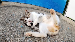 毛並みはメス猫の命だニャ！毛繕いに夢中な猫が恥ずかしいポーズになる