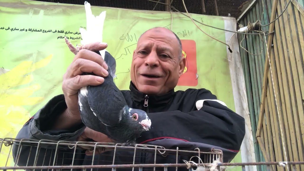 الحمام الغزار وتوضيح وشرح الصافي البنيدي والمسود وكلام علي الهادي.  عن الحمام الغزار