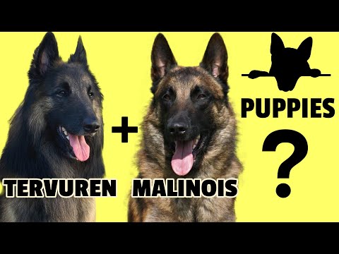 Video: Terminologie der Hundeausstellung 101