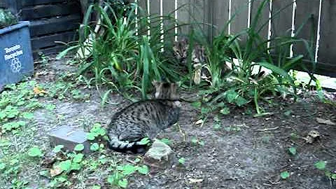 Watch the video about Tabby vs Bengal