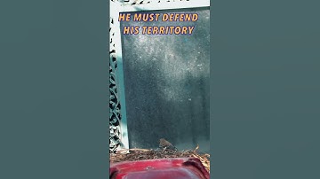 #bird attacks reflection (fix your mirrors) #slowmo #outdoors #tips #nature #birdlovers #birds