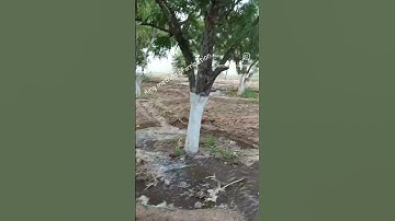 ring method of irrigation