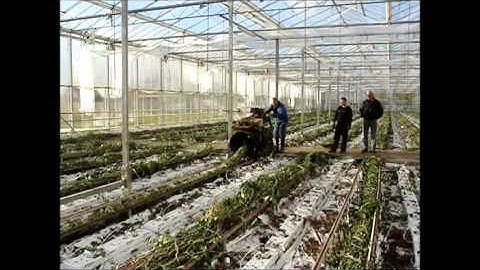 Super Twister binding machine for cleaning out tomato plants in greenhouses