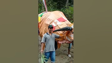 karnaval Sapi super jumbo
